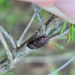 Agrypnus sp. (genus) at Bungendore, NSW - suppressed