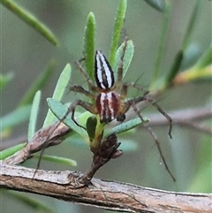 Oxyopes gracilipes at Bungendore, NSW - 11 Dec 2024 by clarehoneydove