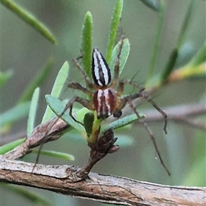 Oxyopes gracilipes at Bungendore, NSW - suppressed