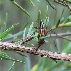 Oxyopes gracilipes at Bungendore, NSW - suppressed