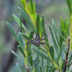 Oxyopes sp. (genus) at Bungendore, NSW by clarehoneydove