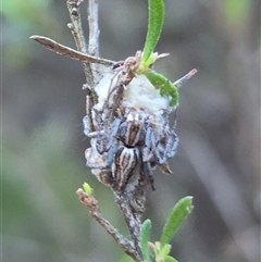 Oxyopes sp. (genus) at Bungendore, NSW - 11 Dec 2024