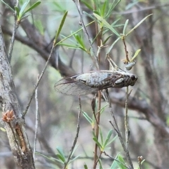 Yoyetta celis (Silver Princess Cicada) at Bungendore, NSW - 11 Dec 2024 by clarehoneydove