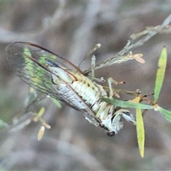 Yoyetta celis at Bungendore, NSW - suppressed