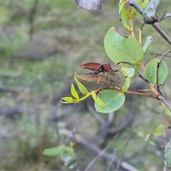 Amorbus sp. (genus) (Eucalyptus Tip bug) at Bungendore, NSW - 11 Dec 2024 by clarehoneydove