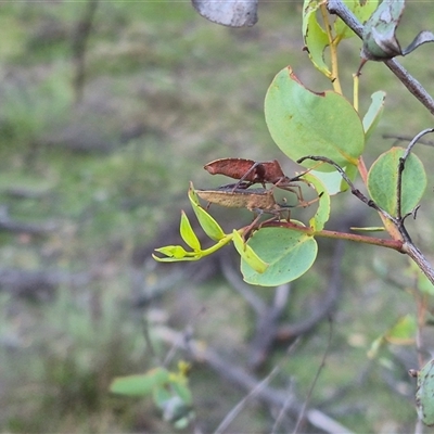 Amorbus rubiginosus at Bungendore, NSW - 11 Dec 2024 by clarehoneydove