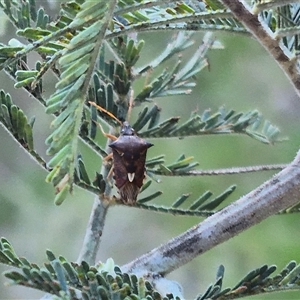 Unidentified Shield, Stink or Jewel Bug (Pentatomoidea) at Bungendore, NSW by clarehoneydove