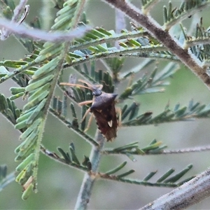 Oechalia schellenbergii at Bungendore, NSW - suppressed