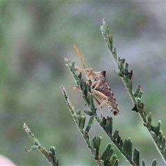 Oechalia schellenbergii at Bungendore, NSW - suppressed