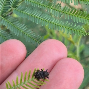 Cryptorhynchini sp. (tribe) at Lake George, NSW - suppressed