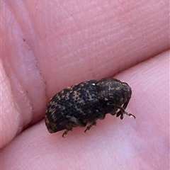 Cryptorhynchini sp. (tribe) at Lake George, NSW - suppressed