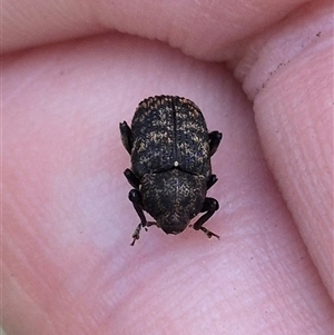 Cryptorhynchini sp. (tribe) at Lake George, NSW - suppressed