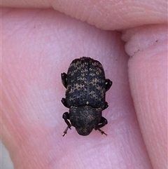 Cryptorhynchini sp. (tribe) at Lake George, NSW - suppressed