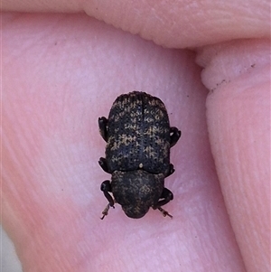 Cryptorhynchini sp. (tribe) at Lake George, NSW - suppressed