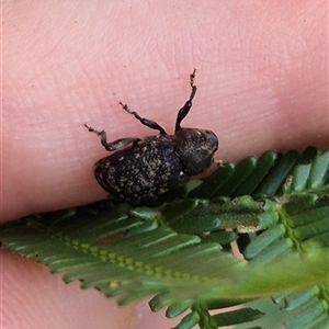 Cryptorhynchini sp. (tribe) at Lake George, NSW - suppressed