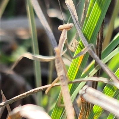 Mantidae (family) adult or nymph at Bungendore, NSW - 2 Dec 2024 by clarehoneydove
