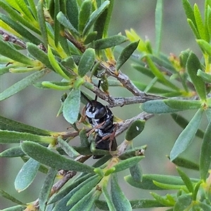 Apocrita (suborder) at Bungendore, NSW by clarehoneydove