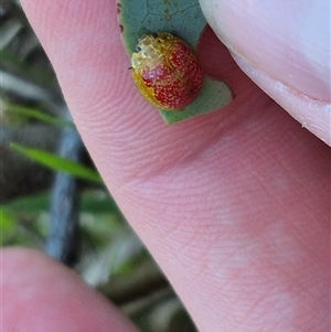 Paropsisterna fastidiosa (Eucalyptus leaf beetle) at Bungendore, NSW by clarehoneydove