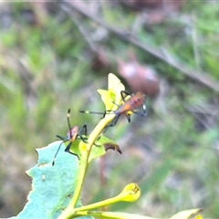 Unidentified Other true bug at Bungendore, NSW - 11 Dec 2024 by clarehoneydove