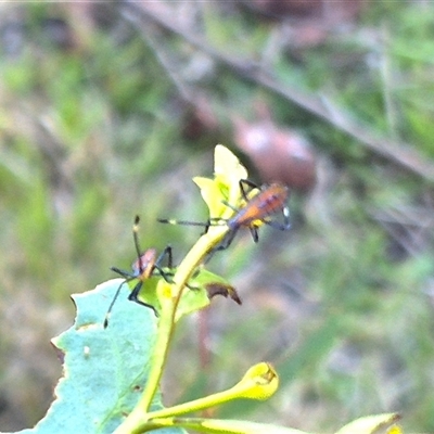 Amorbus obscuricornis (Eucalyptus Tip Wilter) at Bungendore, NSW - 11 Dec 2024 by clarehoneydove