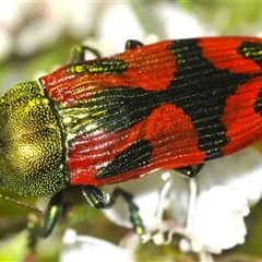 Castiarina ignota at Denman Prospect, ACT - 11 Dec 2024 09:18 PM