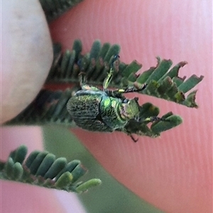 Diphucephala sp. (genus) at Bungendore, NSW - suppressed