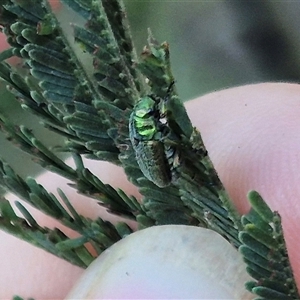 Diphucephala sp. (genus) at Bungendore, NSW - suppressed