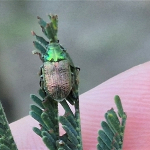 Diphucephala sp. (genus) at Bungendore, NSW - suppressed