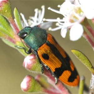 Castiarina scalaris (Scalaris jewel beetle) at Denman Prospect, ACT by Harrisi