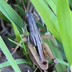 Brachyexarna lobipennis (Stripewinged meadow grasshopper) at Bungendore, NSW - 11 Dec 2024 by clarehoneydove