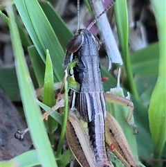 Brachyexarna lobipennis at Bungendore, NSW - 11 Dec 2024