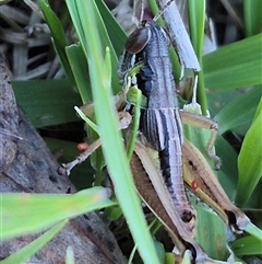 Brachyexarna lobipennis at Bungendore, NSW - 11 Dec 2024