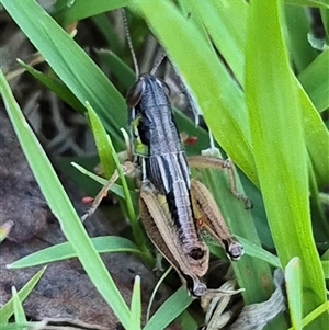 Brachyexarna lobipennis at Bungendore, NSW - 11 Dec 2024