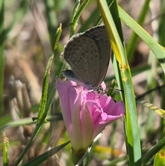 Zizina otis (Common Grass-Blue) at Bungendore, NSW - 11 Dec 2024 by clarehoneydove