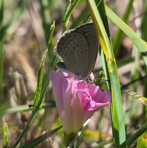 Zizina otis at Bungendore, NSW - 11 Dec 2024