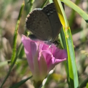 Zizina otis at Bungendore, NSW - 11 Dec 2024