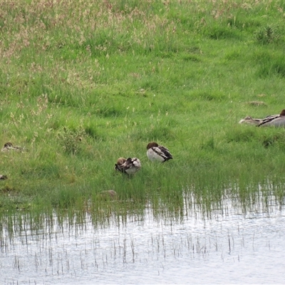 Chenonetta jubata (Australian Wood Duck) at Dry Plain, NSW - 29 Dec 2023 by AndyRoo