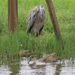 Egretta novaehollandiae at Dry Plain, NSW by AndyRoo