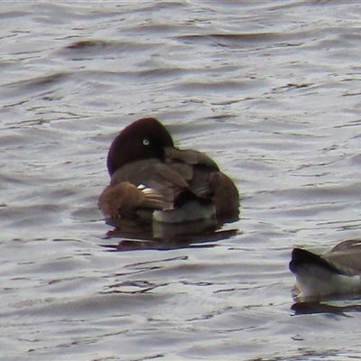 Aythya australis (Hardhead) at Dry Plain, NSW - 29 Dec 2023 by AndyRoo