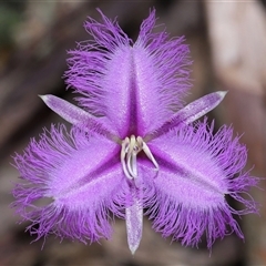 Thysanotus tuberosus (Common Fringe-lily) at Paddys River, ACT - 10 Dec 2024 by TimL