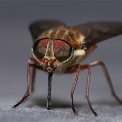 Copidapha maculiventris (March fly) at Paddys River, ACT - 11 Dec 2024 by TimL