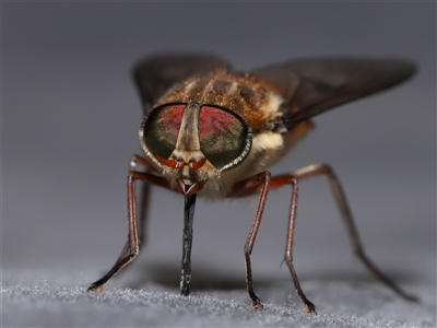 Copidapha maculiventris (March fly) at Paddys River, ACT - 11 Dec 2024 by TimL