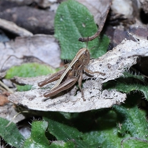 Brachyexarna lobipennis (Stripewinged meadow grasshopper) at Paddys River, ACT by TimL