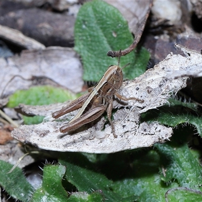 Brachyexarna lobipennis (Stripewinged meadow grasshopper) at Paddys River, ACT - 11 Dec 2024 by TimL