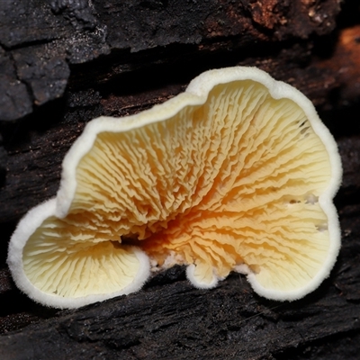 Unidentified Furry, white or greyish upper surface at Paddys River, ACT - 10 Dec 2024 by TimL