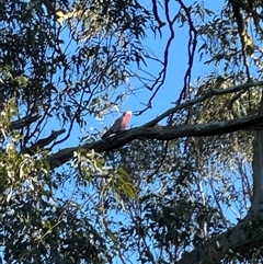 Eolophus roseicapilla (Galah) at Brownlow Hill, NSW - 11 Dec 2024 by MaxDownes