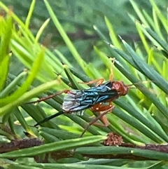 Lissopimpla excelsa (Orchid dupe wasp, Dusky-winged Ichneumonid) at Higgins, ACT - 11 Dec 2024 by Jennybach