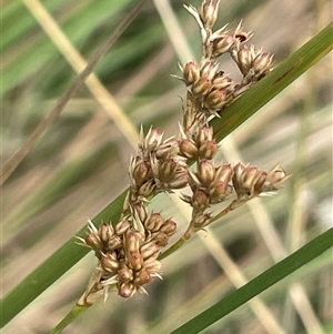 Juncus sp. at Gunning, NSW by JaneR