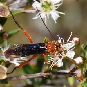 Lissopimpla excelsa (Orchid dupe wasp, Dusky-winged Ichneumonid) at Jerrabomberra, NSW by DianneClarke