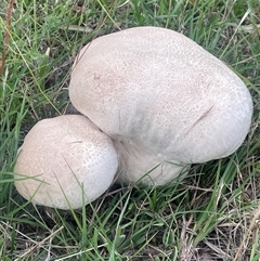 Calvatia sp. (a puffball ) at Gunning, NSW - 9 Dec 2024 by JaneR